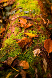 Close-up of fallen maple leaves