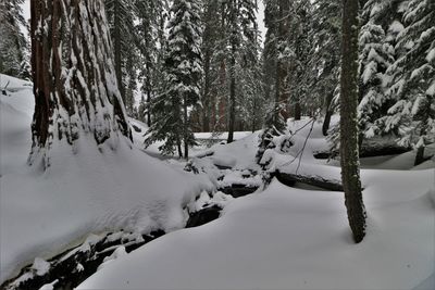 Snow covered trees against sky