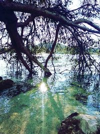 Scenic view of lake in forest
