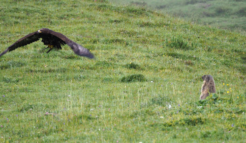 Bird flying over field