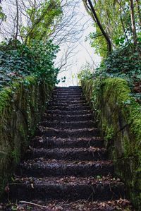 Low angle view of steps amidst trees against sky