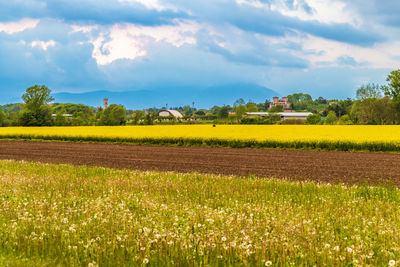 Yellow spring. rapeseed oil fields in cassacco. friuli, italy