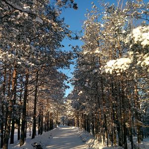 Road passing through trees