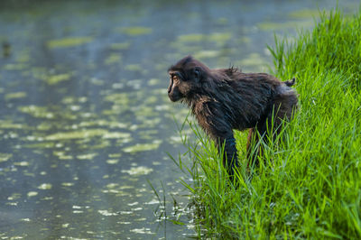 Close-up of a dog in water