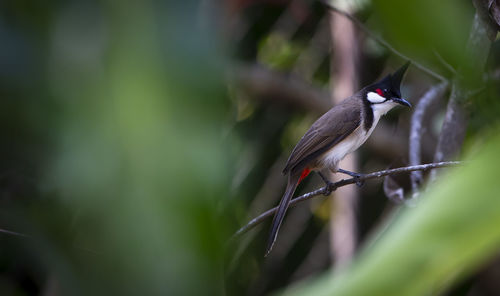 Red whiskered bulbul bird on a branch