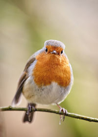 Close-up of bird perching outdoors