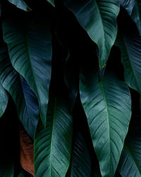 Closeup nature view of green leaf background and dark tone