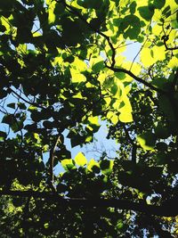 Low angle view of trees