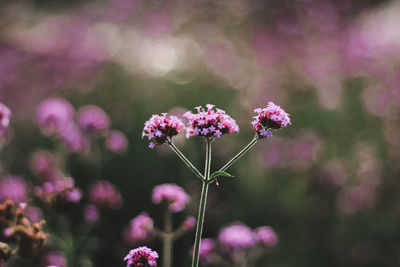 Close-up of pink flowering plant