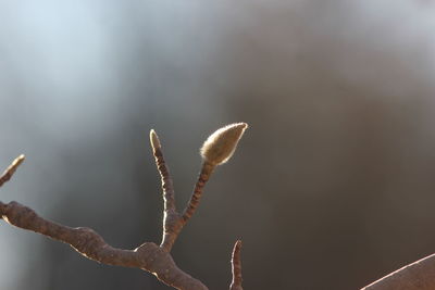 Low angle view of plant against sky