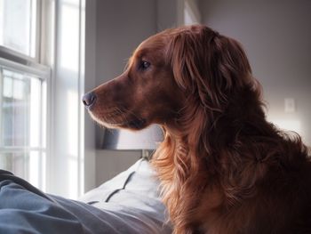 Close-up of dog looking away at home