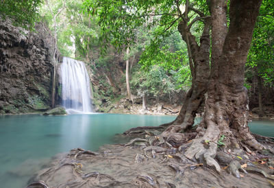 Scenic view of waterfall in forest