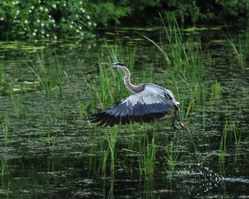 High angle view of gray heron in lake