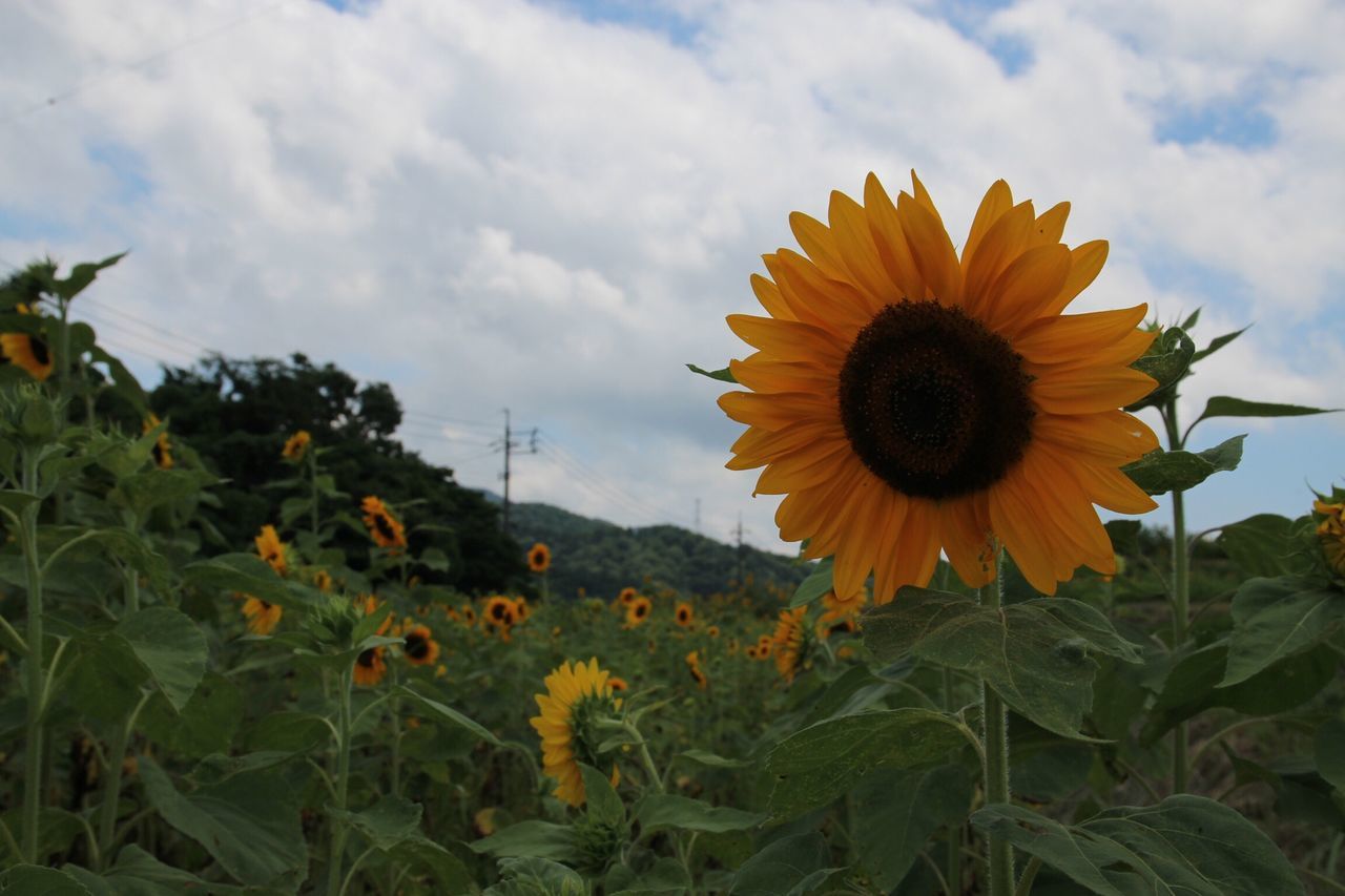 flower, freshness, growth, sunflower, fragility, sky, yellow, beauty in nature, flower head, field, petal, plant, blooming, nature, cloud - sky, cloudy, cloud, pollen, stem, rural scene