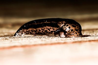 Close-up of insect on land