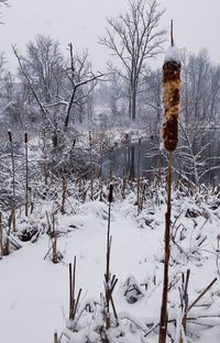 Bare trees on snow covered landscape