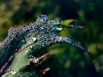 Close-up of water drops on purple flower