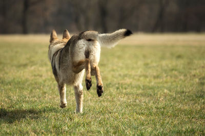 Dog running in field