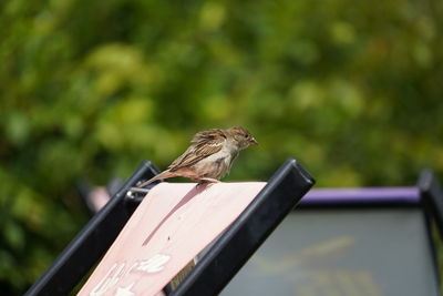 Close-up of bird perching on roof