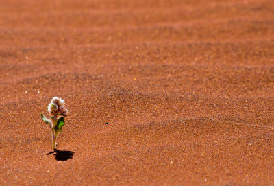 A lone plant struggling to survive in the harsh red desert near ayers rock, australia