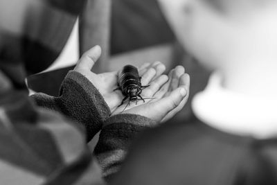 Close-up of hand holding insect