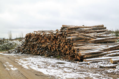 Stack of logs in forest