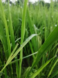 Close-up of wet grass on field