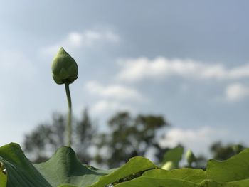 Close-up of lotus bud growing on plant against sky