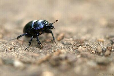 Close-up of insect