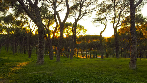 Trees on grassy field