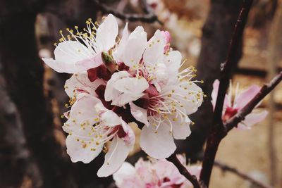 Close-up of cherry blossom