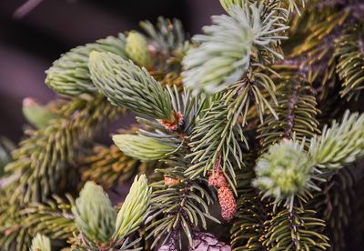 Close-up of pine tree