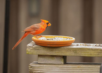 Close-up of bird perching on wooden table