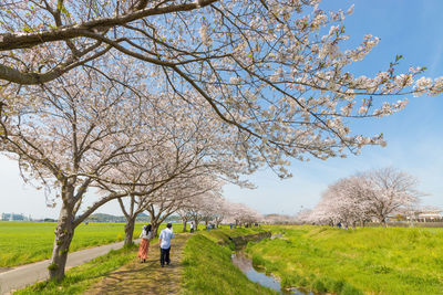 Cherry blossom trees along the river 
 kusaba river, chikuzen town, fukuoka prefecture