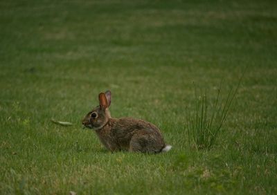 Side view of rabbit on grassy field