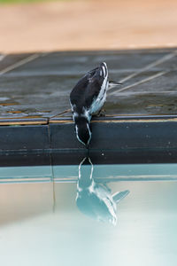 Bird drinking water from swimming pool