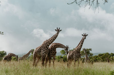 A tower of giraffes in the savannah grazing in mikumi national park 