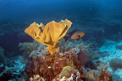 View of fish swimming underwater