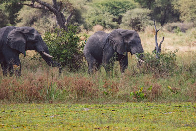 Elephants drinking water