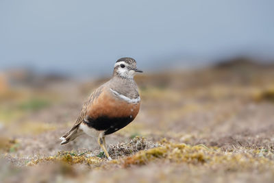 Close-up of bird perching on a field