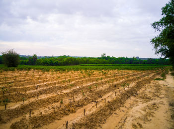 Scenic view of agricultural field against sky