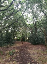 Footpath amidst trees