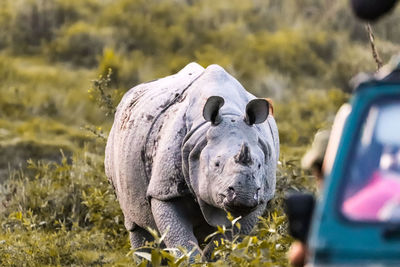 Close-up of one  horned rhino on field