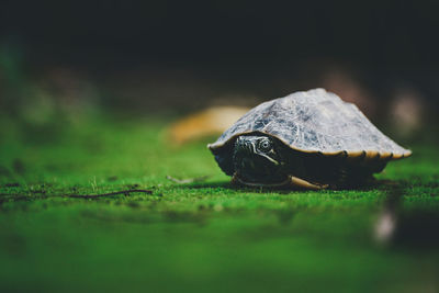 Close-up of a turtle