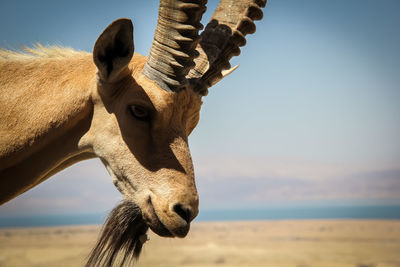 Close-up of ibex on field against sky