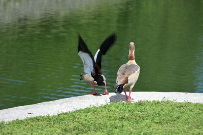 Birds perching on grass at lakeshore