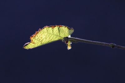 Close-up of leaf against clear sky