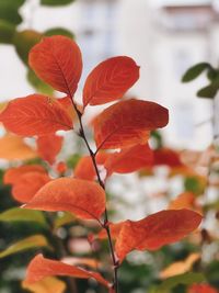 Close-up of red flowering plant