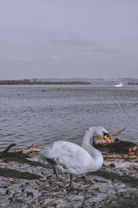 Swan on a lake