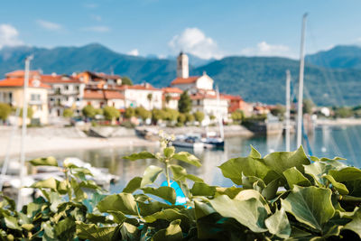 Close-up of plants by lake against buildings